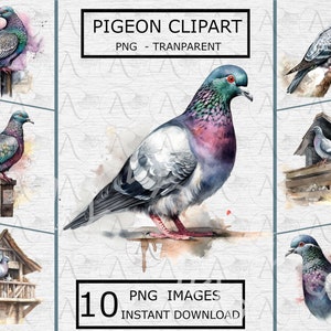 Pigeon Clipart 10 PNG Transparent Background For Sublimation, Digital, Craft, Printing, Instant Download - Commercial Use