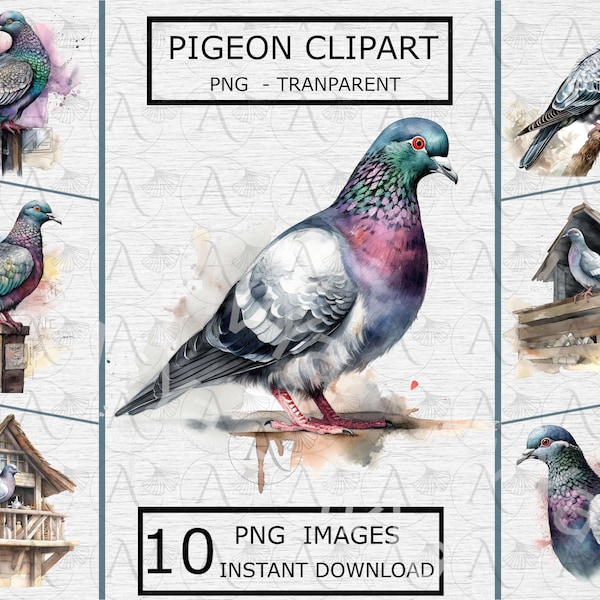 Pigeon Clipart 10 PNG fond transparent pour sublimation, numérique, création artistique, impression, téléchargement immédiat - usage commercial