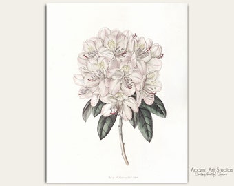 Farmhouse Decor Botanical Illustration Wall Art/ Vintage Art Rhodendron Flower Drawing/ Digital Download/ Printable/Accent Art Studios BOT24