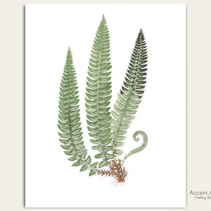 May include: A watercolor illustration of three green ferns with brown stems. The ferns are arranged in a cluster, with the tallest fern in the center. The ferns have a delicate, feathery appearance.