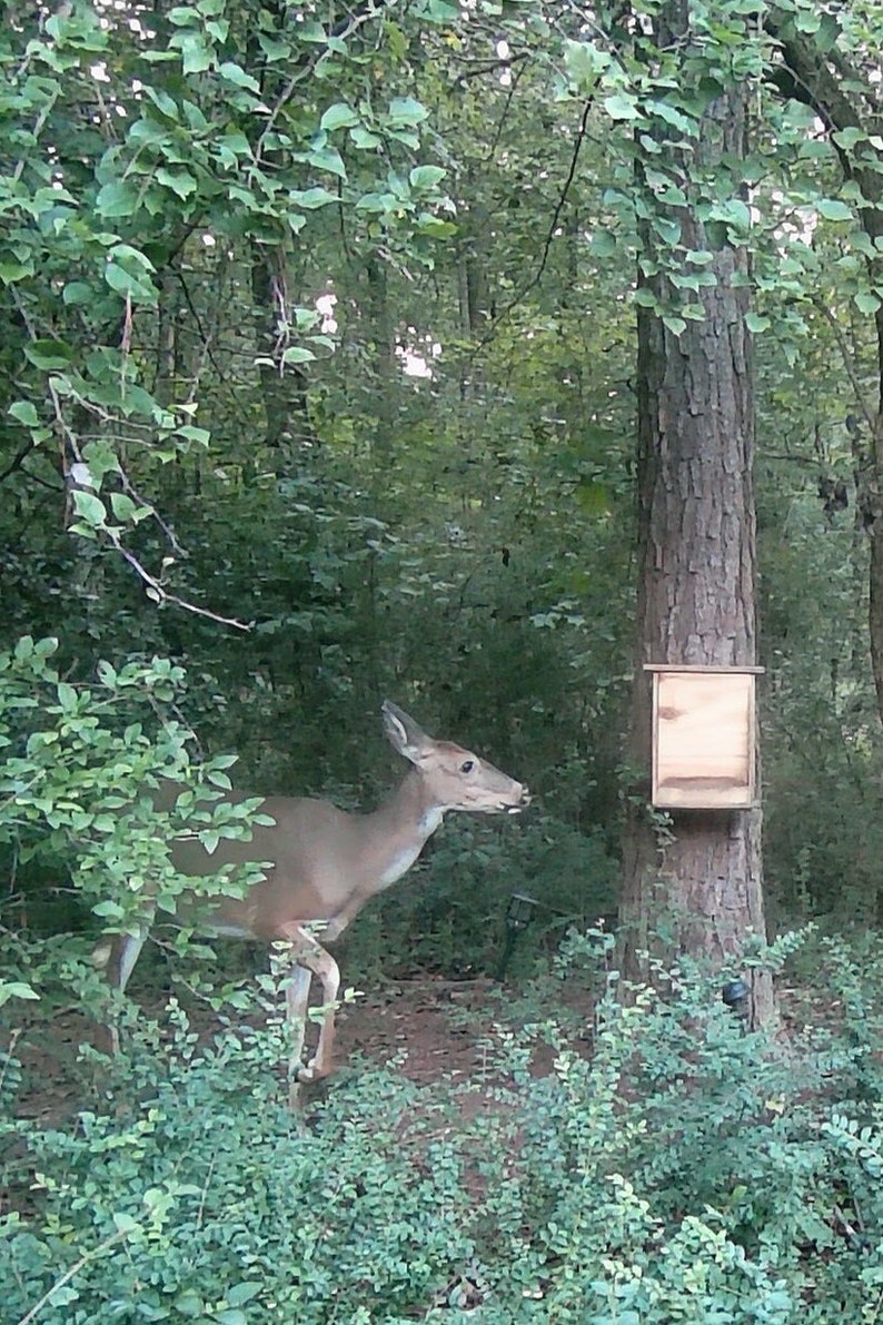 Deer and Wildlife Feeder Etsy