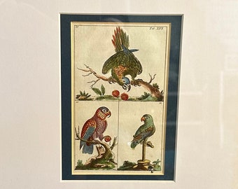 Antiker Original-Kupferstich aus dem 18. Jahrhundert mit drei Papageien in einem modernen Rahmen