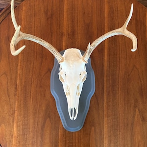 May include: A deer skull with large antlers mounted on a gray, shield-shaped plaque. The skull is white, and the antlers are a light brown color. The plaque is mounted on a dark wooden surface.