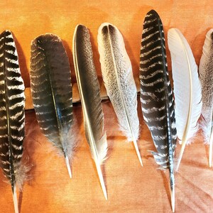 Grote, stevige kalkoenveren