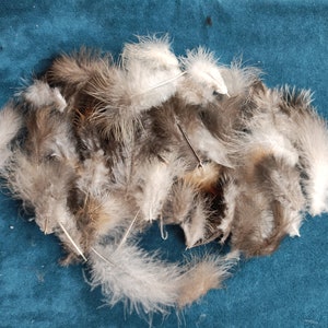 approx. 50 down feathers 2-6 cm long
