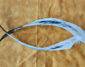 2 lange Schwanzfedern vom Hahn, ca. 46 cm