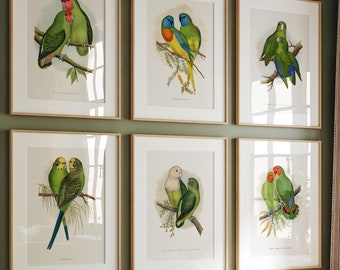 Love Bird Parrot Prints: Vintage Bird Illustration Set (Digital Download)