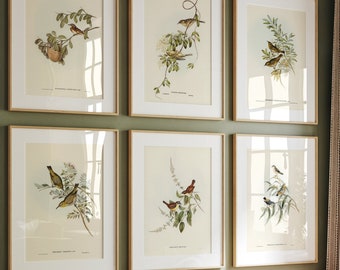 Romantic Bird Art Set, 6 Vintage Prints, Chic Office Wall Art, Old World Print Set, Vintage Wall Art, Ornithological Artwork, Bird Artwork