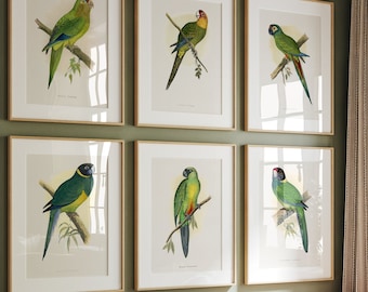 Vintage Parrot Prints Set: Ornithological Wall Art (Digital Download)