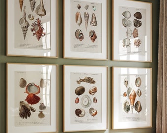 Antique Shells Gallery Wall, Vintage Shell Wall Art, Neutral Seashell Print Set Printable Wall Art, Coastal Art Conch Shell Oyster Shell Art