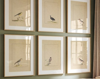 Conjunto de láminas de pájaros antiguos: Ilustración vintage para pared (impresiones digitales)