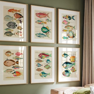Fish Marine Prints Gallery Wall, Vintage Fish Wall Art, Rainbow Fish Print Set, Statement Printable Wall Art, Vintage Marine Biology Prints