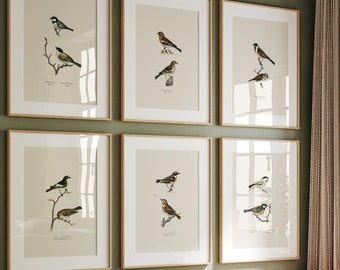 Conjunto de impresiones de pájaros vintage: arte de pared de galería (impresiones digitales)