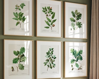 Botanical Oak Leaf Print Set: Vintage Gallery Wall Art (Digital Download)