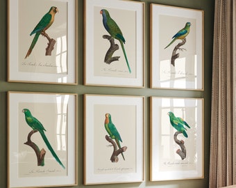 Vintage Parrot Prints Set: Ornithological Wall Art (Digital Download)