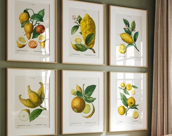 May include: Set of six botanical prints featuring illustrations of lemons and limes. The prints are framed in natural wood and have a white background. The prints are arranged in a grid pattern on a green wall.