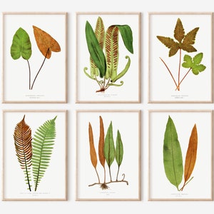 Fern Art for Living Room Botanical Wall Art Set of 6 Green Printable Wall Art Printable Ferns Botanical Artwork Vintage Plants Artwork