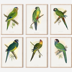 Impresiones de loros vintage, arte de pared de loros para oficina, pájaro imprimible, conjunto de impresión de ilustración de aves vintage, ilustración vintage de arte de periquito