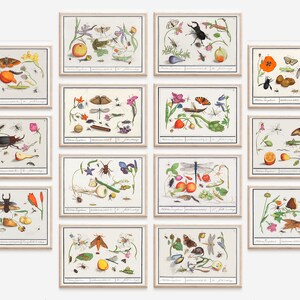 Vintage Botanical Prints Set, Insects Flowers Printable Art Set, Botanical Wall Art, Printable Art Set, Botanical Gallery Wall, Garden Study