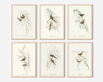 Vintage Bird Illustration Prints Set: John Gould Ornithology Art (Digital Download)