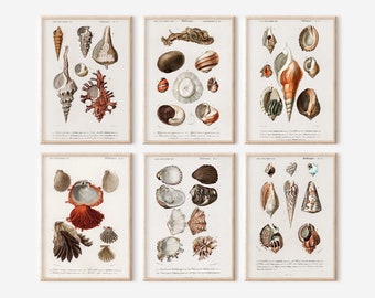 Antique Seashell Print Set: Coastal Gallery Wall Art (Digital Download)
