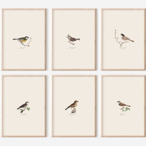 Ensemble d'impressions d'oiseaux délicats, art oiseau vintage imprimable, art mural oiseaux de jardin, impressions numériques, ensemble d'impression d'illustration d'oiseau vintage pour le bureau