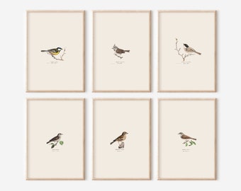 Op de afbeelding: Set van zes vintage vogel illustraties in beige frames. Elke illustratie toont een andere vogelsoort, waaronder een koolmees, een staartmees, een wilgmees, een blauwe mees, een kolmees en een boomklever. De illustraties zijn in vintage stijl met gedetailleerde tekeningen van de vogels en hun natuurlijke leefomgeving.