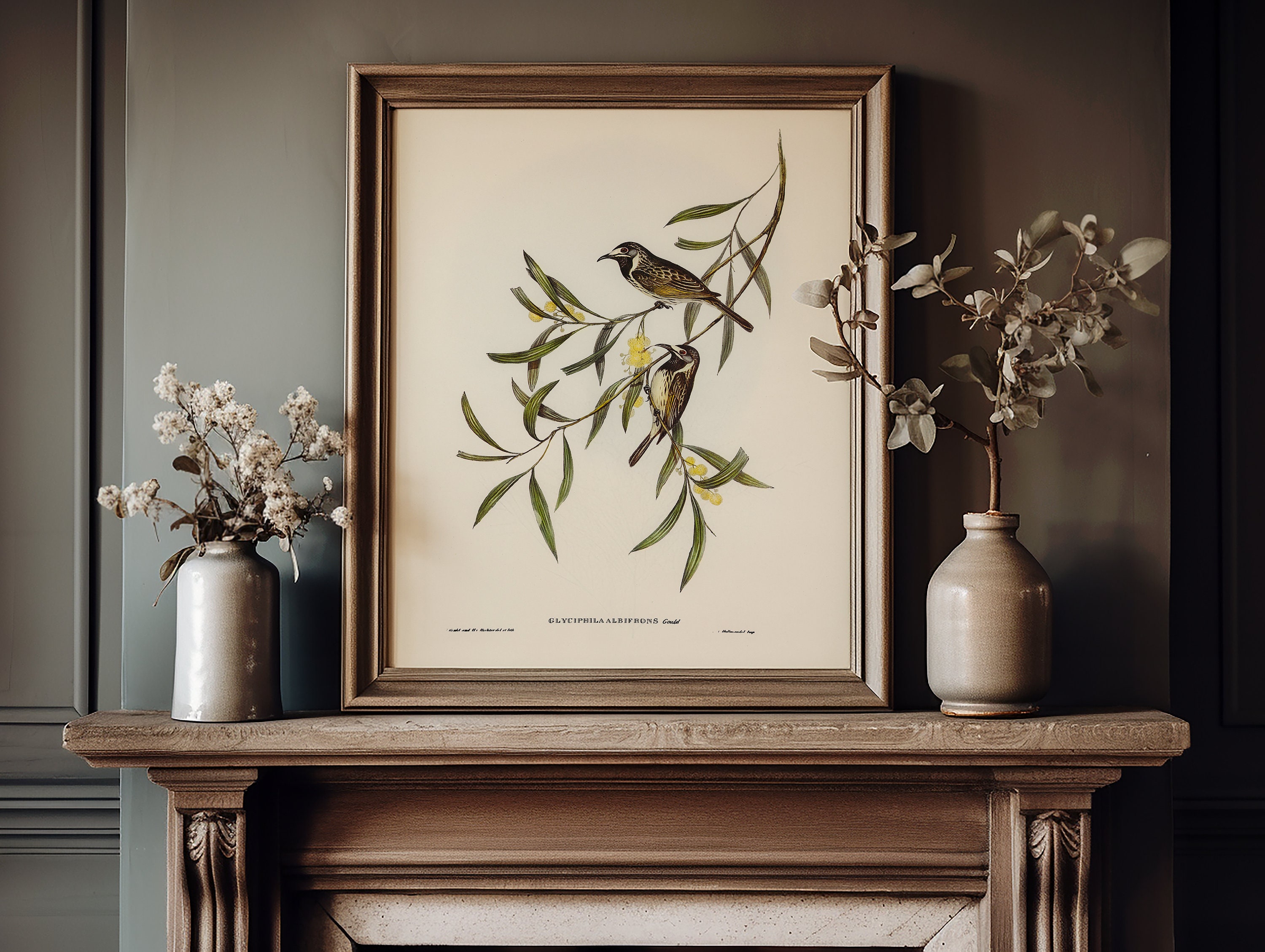 Australian Birds Print Set, Printable Bird Art Set, Neutral Wall Art ...