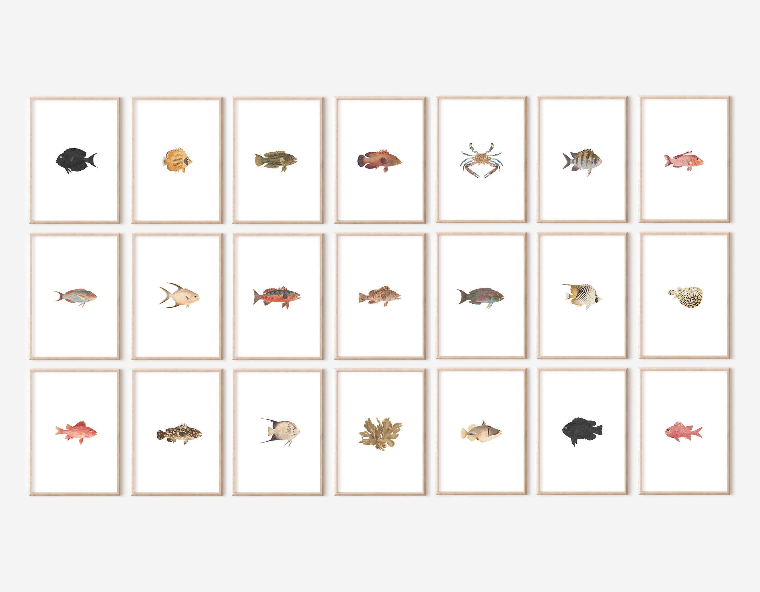 Neutral Fish Prints Gallery Wall Set with White Background , 21 Marine Prints, Fish Prints Vintage Printable Wall Art, Marine Biology Art