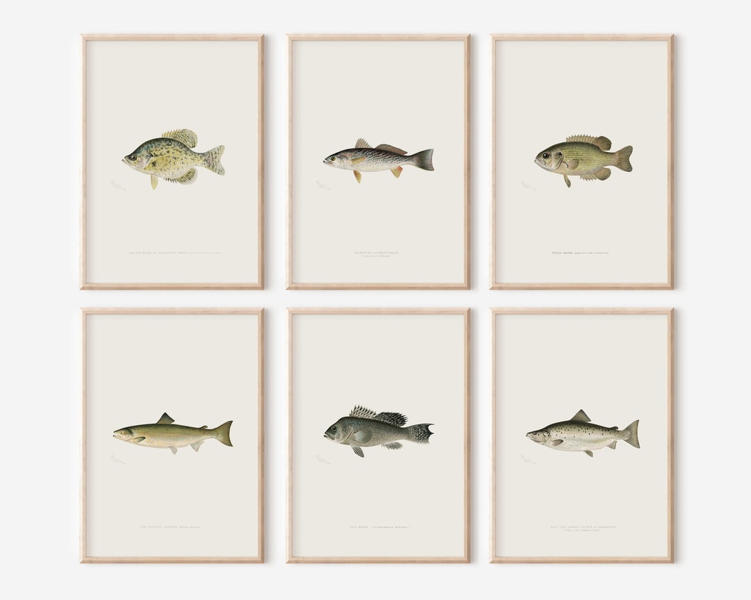 Fish Neutral Vintage Fish Prints Set: Neutral Marine Biology Art (digital Download ...