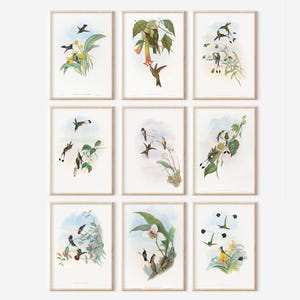 Vintage Hummingbirds Print Set, Set of 9 Vintage Printable Art Set, Hummingbird Wall Art Digital Prints, Vintage Bird Illustration Print Set