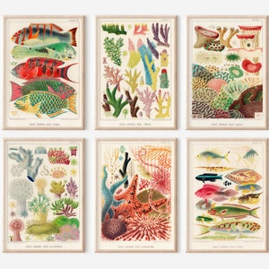 Rainbow Gallery Wall, Great Barrier Reef, Vintage Watercolour Fish Wall Art, Rainbow Fish Print Set, Printable Wall Art, Vintage Coral Art