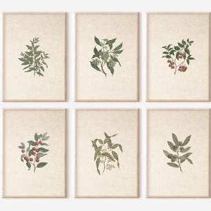 Neutral Botanical Print Set, Set of 6 Vintage Printables, French Country Farmhouse Neutral Wall Art, Botanical Gallery Wall, Country Decor