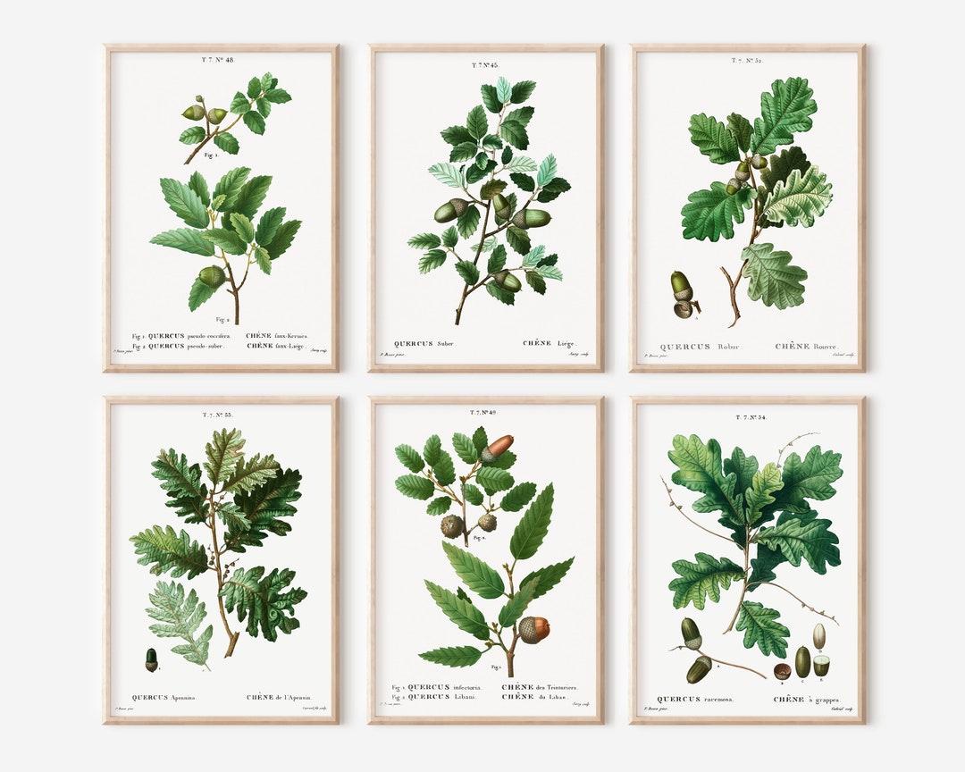 Oak Leaf Print Set, Vintage Botanical Wall Art, Set of 6 Printable Leaf ...