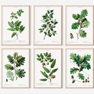 Vintage Oak Leaf Botanical Print Set (Digital Download)
