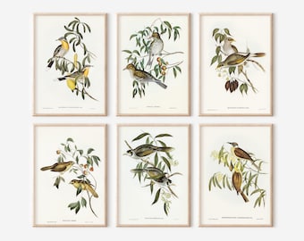 Vintage Bird Illustration Art Print Set (Digital Download)