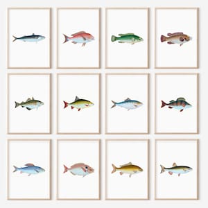 Marine Fish Prints Gallery Wall Set: British Fish Breeds (Digital Download)