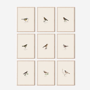 Set of 9 Birds Print Set, Printable Bird Art Set, Bird Wall Art, Digital Prints, Vintage Bird Illustration Print Set, Bird Print Set