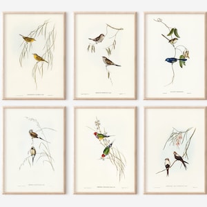Vintage Birds Print Set, Set of 6 Vintage Printable Art Set, Bird Wall Art, Digital Prints, Vintage Bird Illustration Print Set, Botanical