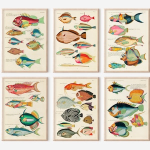 6 Marine Prints Gallery Wall Set, Vintage Fish Wall Art, Marine Print Set, Statement Printable Wall Art, Vintage Marine Biology Print Set,