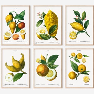 Kitchen Print Set, Printable Citrus Kitchen Wall Art, Set of 6 Lemons Art Set, Kitchen Wall Art, Vintage Art, Botanical Wall Art Print Set