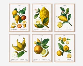 Keukenprintset, afdrukbare citruskeukenmuurkunst, set van 6 citroenenkunstset, keukenmuurkunst, vintage kunst, botanische muurkunstprintset