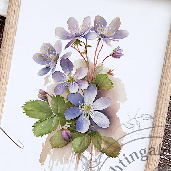 Hepatica nobilis, liverwort, purple hepatica print, anemone watercolor, Digital print, Hepatica illustration, floral print, Flowers Decor