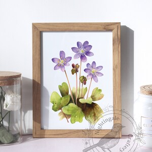 Hepatica nobilis, liverwort, purple hepatica print, anemone watercolor, Digital print, Hepatica illustration, floral print, Flowers Decor image 2