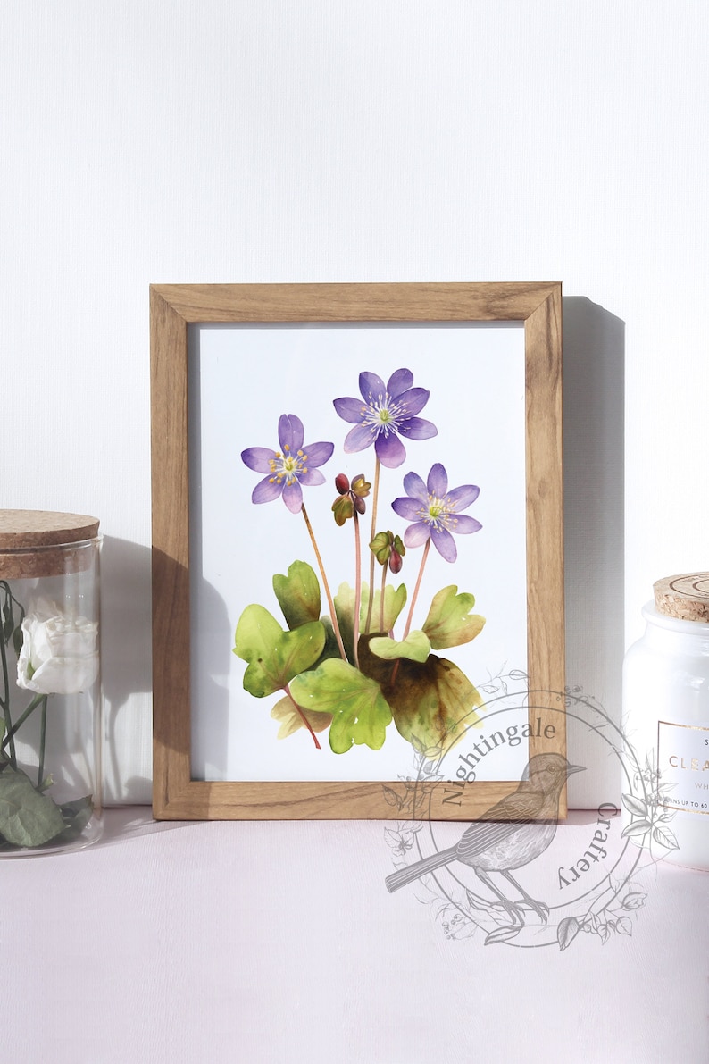 Hepatica nobilis, liverwort, purple hepatica print, anemone watercolor, Digital print, Hepatica illustration, floral print, Flowers Decor image 2