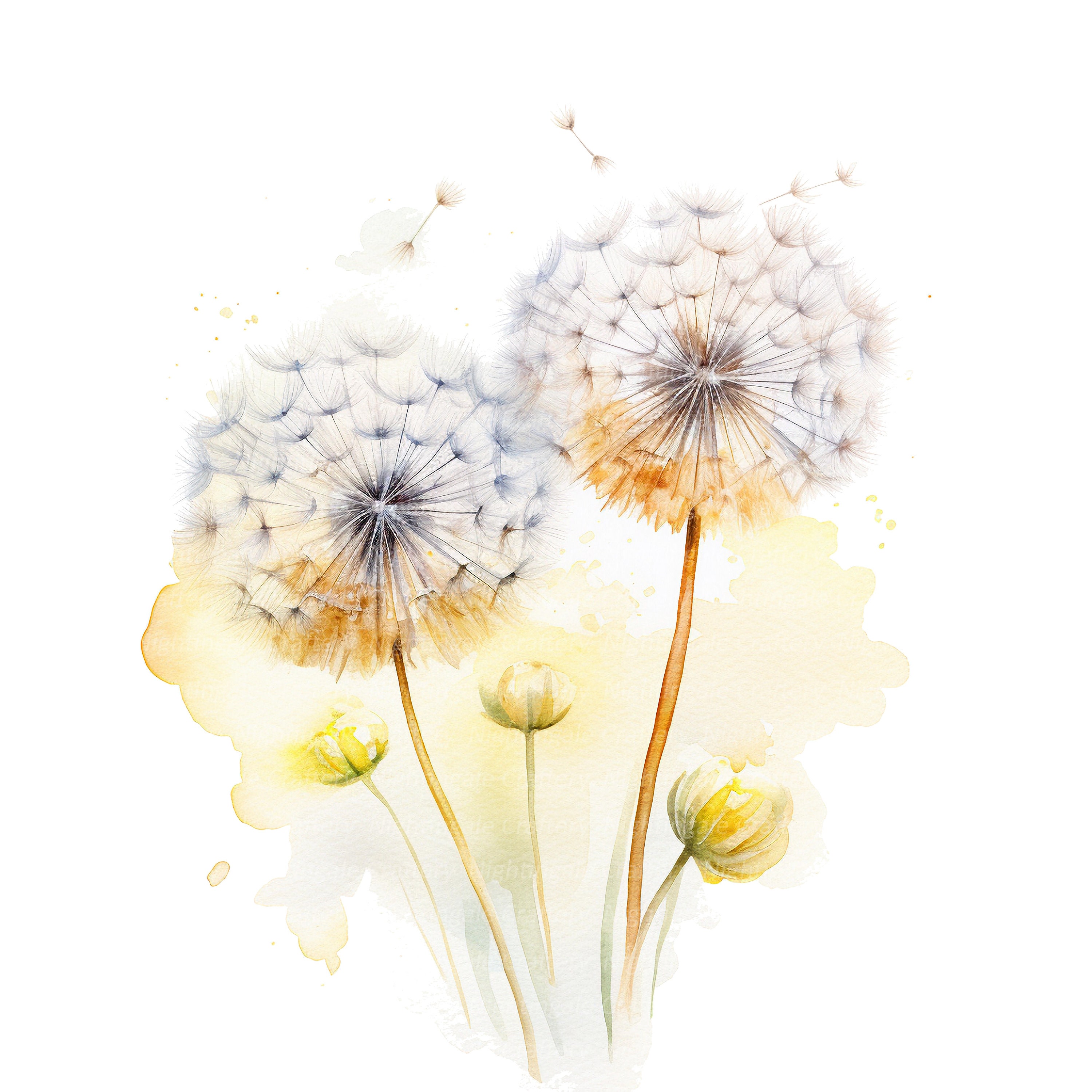 12 Dandelion Clipart, Botanical Dandelion, Printable Watercolor clipart, High Quality JPGs, Digital download, Paper craft, junk journals