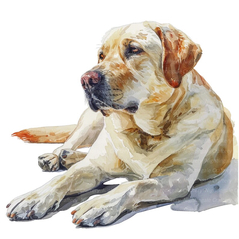 May include: A watercolor painting of a light yellow Labrador Retriever lying down with its head turned to the side. The dog has a soft, fluffy coat and a gentle expression.