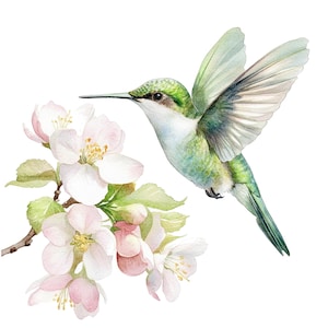May include: A watercolor painting of a hummingbird with green and white feathers hovering near a branch of white apple blossoms.