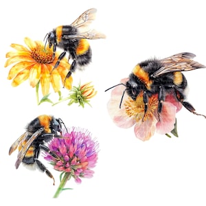 14 Bumblebee Clipart, Bumble bee clipart, Watercolor bumblebee, High Quality PNGs, Digital download, Paper craft, junk journals, sublimation