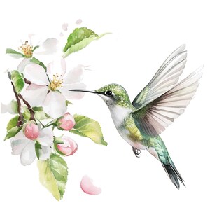 May include: A watercolor painting of a hummingbird with green and white feathers, hovering near a branch of white apple blossoms with pink buds.